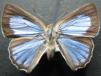 Hypochrysops digglesii - Adult